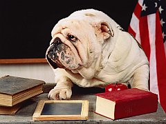 Teacher's Pet